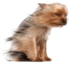 dog-in-wind
